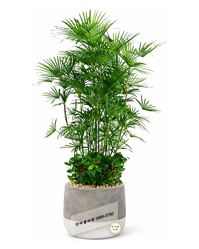 관음죽