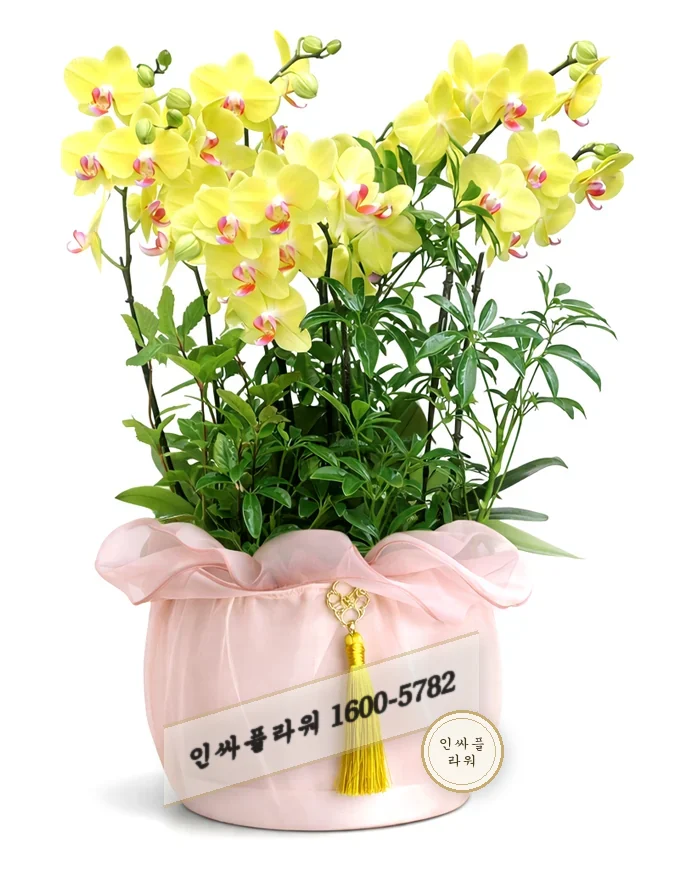 서양란 덴드로비움